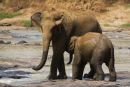 Asian_Elephant_Mum_and_Baby