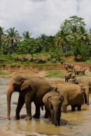 Bathing_Asian_Elephants