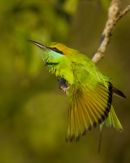 Green_ Bee-eater