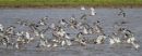 Redshank