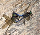 Mating_Black-tailed_Skimmers