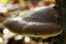 Birch Polypore