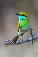 Green_Bee-eater