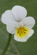 Field Pansy