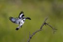 Pied_Kingfisher_With_Fish