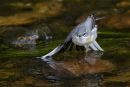 Grey Wagtail