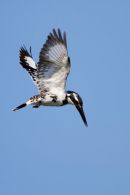 Pied_Kingfisher