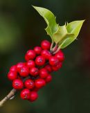Holly