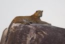 Leopard on Rock