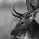 Resting Fallow Stag