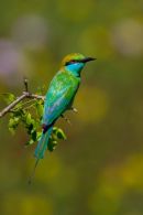Green_Bee-Eater