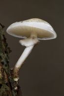 Porcelain Fungus