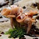 Cortinarius renindens ?