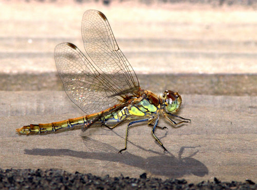 Common_Darter_3