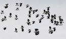 Lapwings
