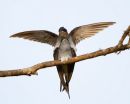 Mating_Crested_Treeswift