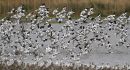 Avocets