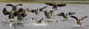 Canada Geese