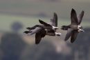 Brent Geese