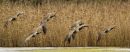 Canada Geese