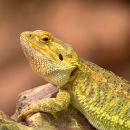Dragon_Lizard_1