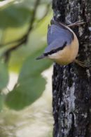 Nuthatch