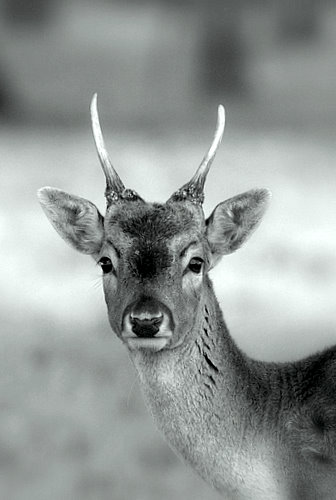 B&W_Fallow_Buck