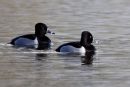 Ring-necked Duck