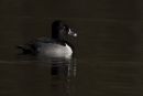 Ring-necked Duck