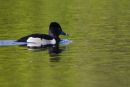 Ring-necked Duck