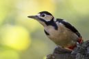 Greater Spotted Woodpecker