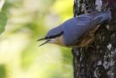 Nuthatch