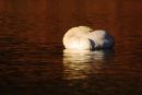 Mute Swan