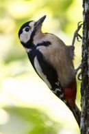 Greater Spotted Woodpecker