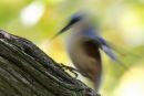 Nuthatch