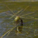 Female_Emperor_Dragonfly