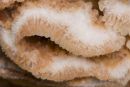 Beech Bracket Type Fungus
