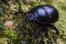Beetle