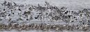 Avocets and Godwits
