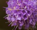 Devil's Bit Scabious
