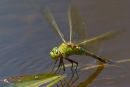 Female_Emperor_Dragonfly