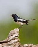 Magpie_Robin