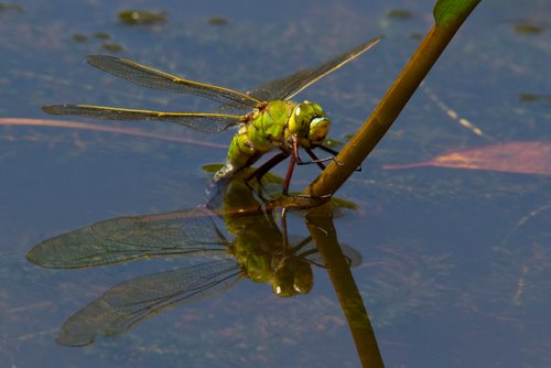 Emperor_Dragonfly_Ovipositing