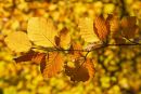 Autumn Beech Leaves