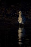 Curlew