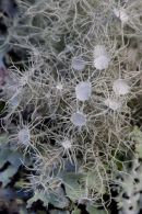 Lichen