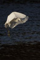 Little Egret