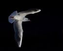 Black-headed Gull