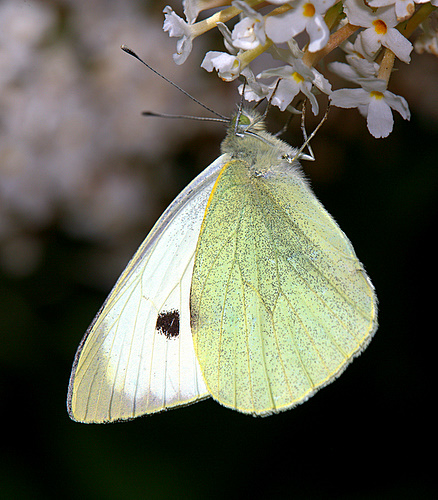 large_White
_Butterfly