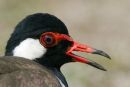 Red-wattled-Lapwing